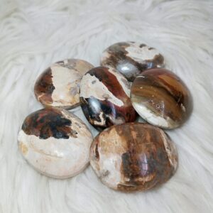 Petrified Wood Palm Stone