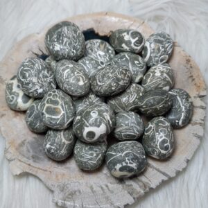 Turritella Jasper Tumbled Stone