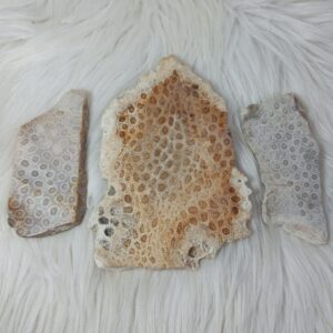 Fossil Coral Slice